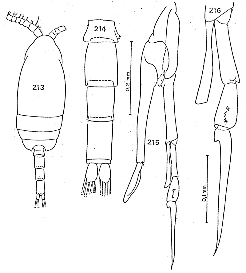 Espèce Scolecithricella minor - Planche 25 de figures morphologiques