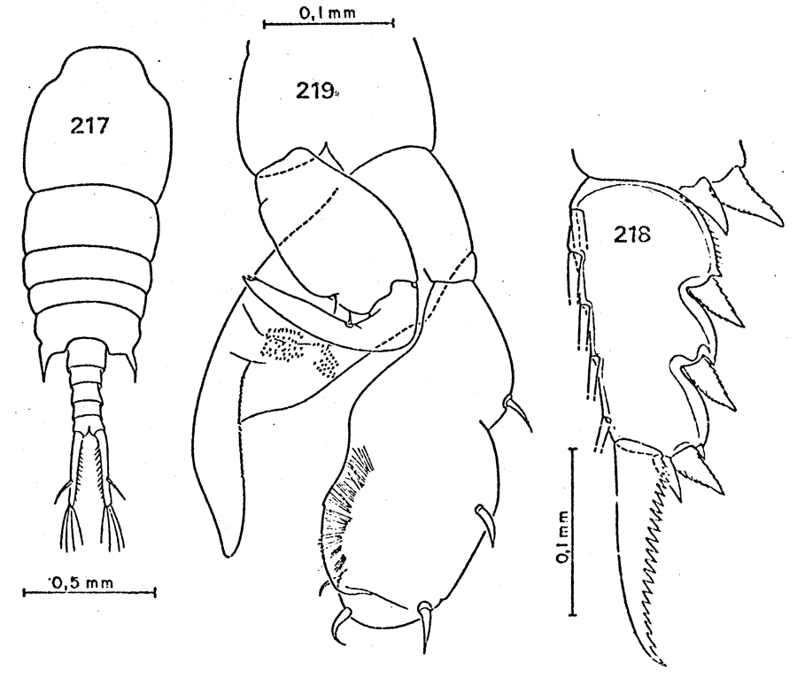 Species Temora stylifera - Plate 33 of morphological figures