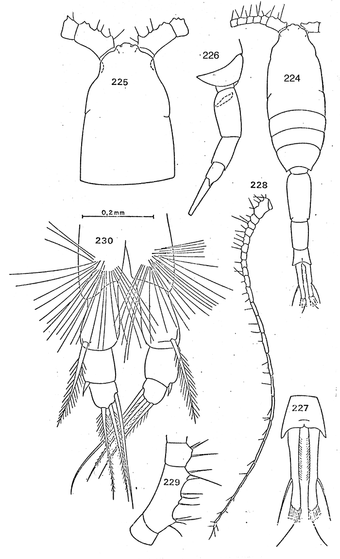 Espce Metridia macrura - Planche 3 de figures morphologiques