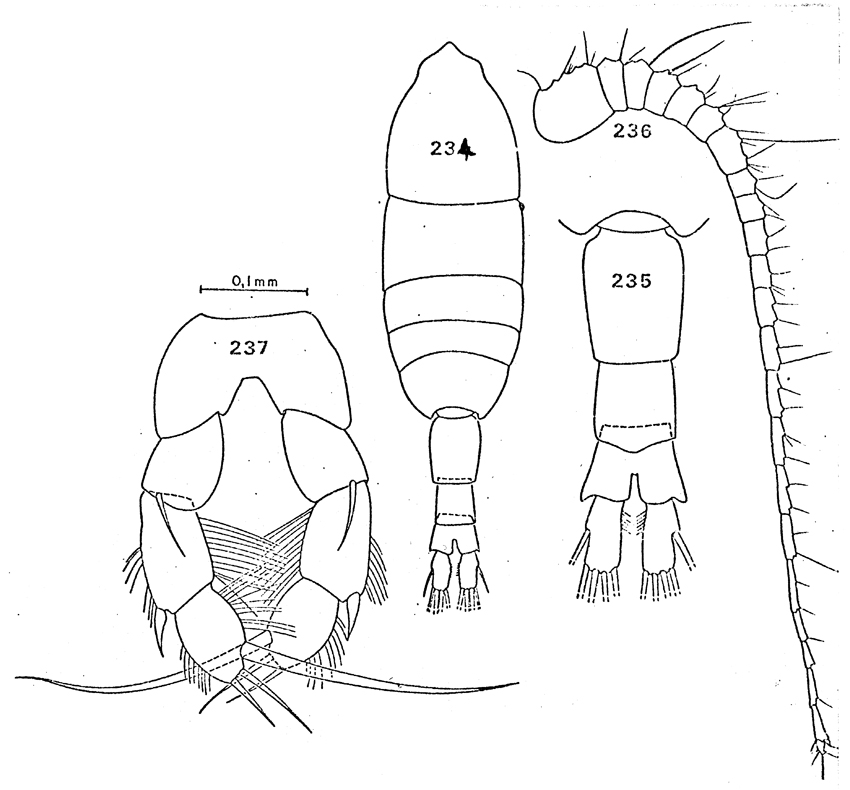Species Pleuromamma antarctica - Plate 7 of morphological figures