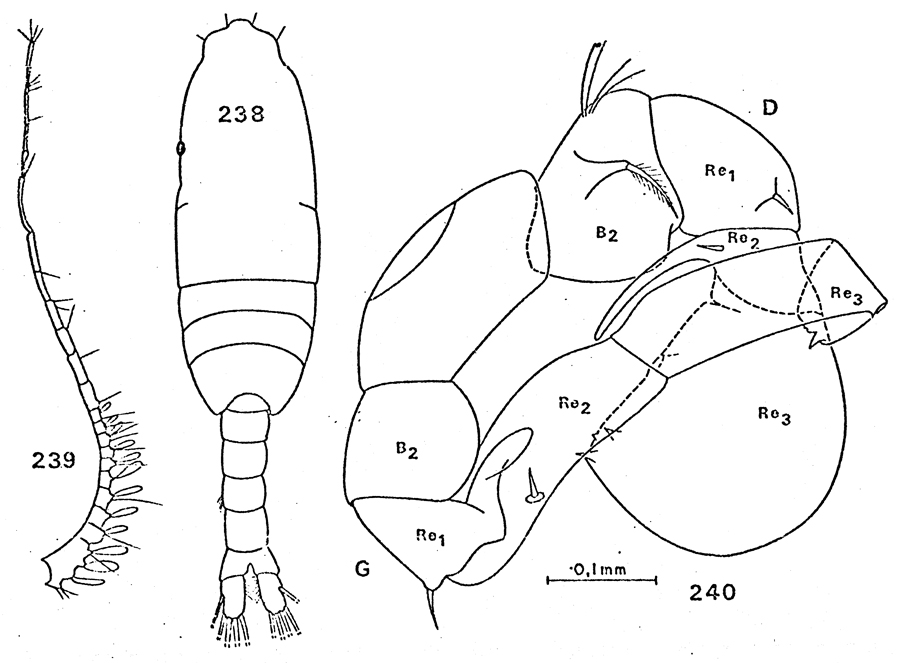 Species Pleuromamma antarctica - Plate 8 of morphological figures