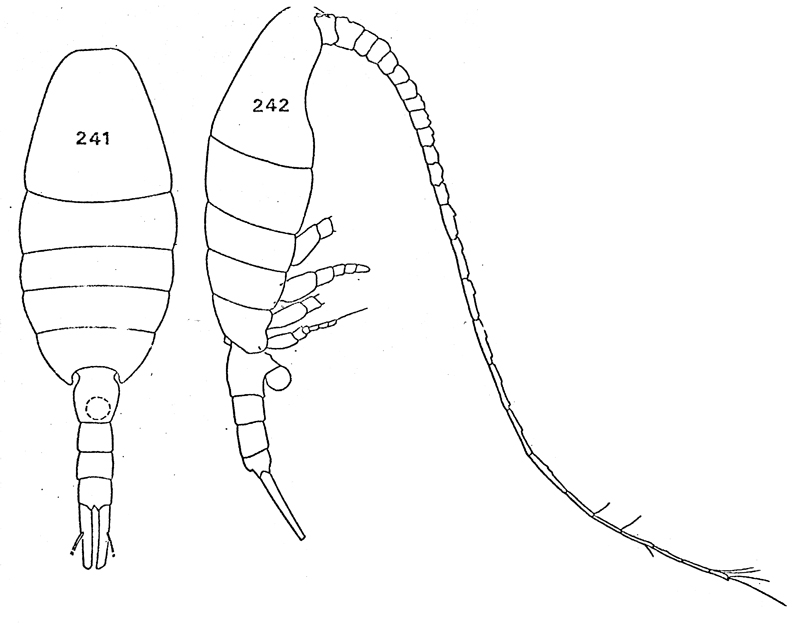 Espèce Lucicutia macrocera - Planche 14 de figures morphologiques