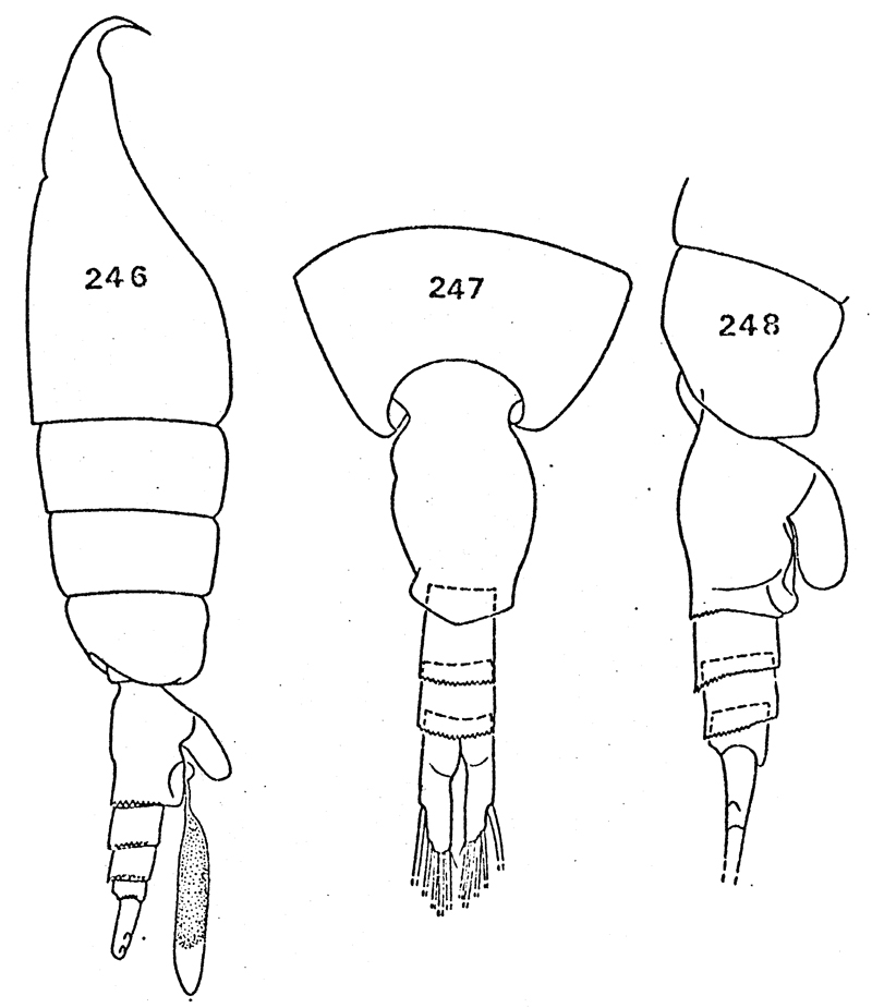 Espèce Heterorhabdus austrinus - Planche 15 de figures morphologiques
