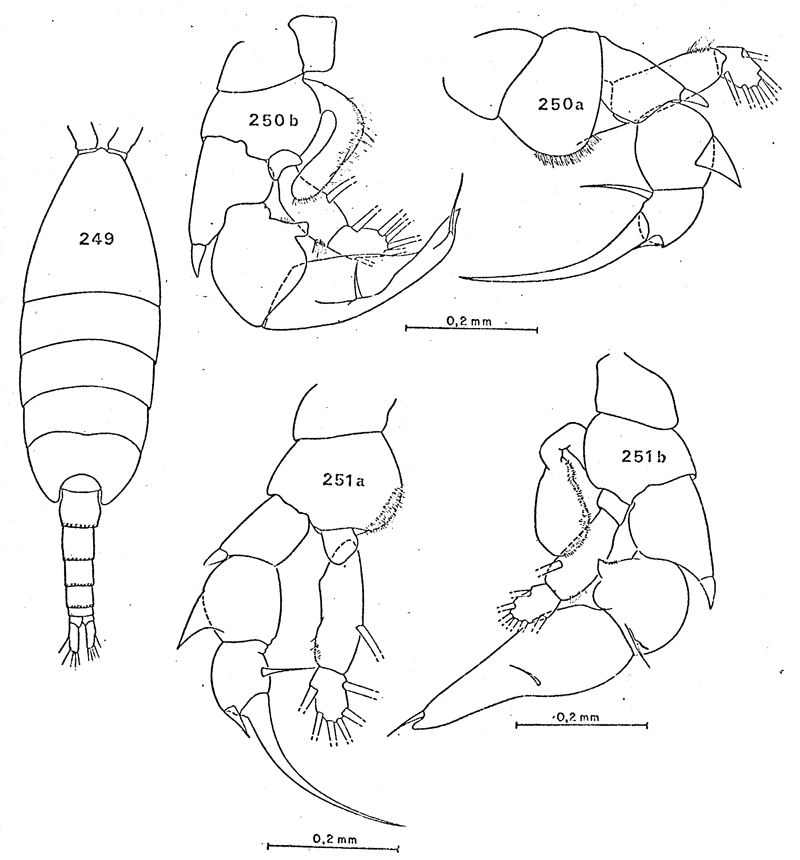 Espèce Heterorhabdus austrinus - Planche 16 de figures morphologiques