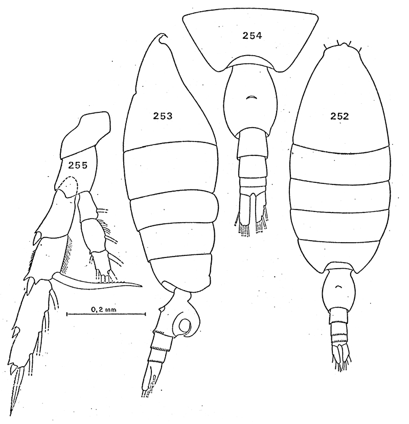 Espèce Heterorhabdus pustulifer - Planche 11 de figures morphologiques