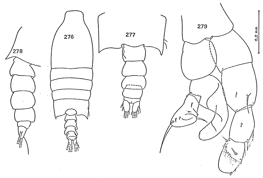 Espce Candacia maxima - Planche 10 de figures morphologiques