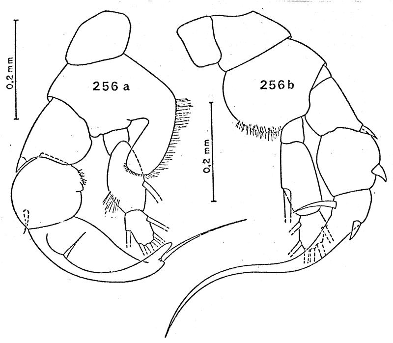 Espèce Heterorhabdus pustulifer - Planche 12 de figures morphologiques