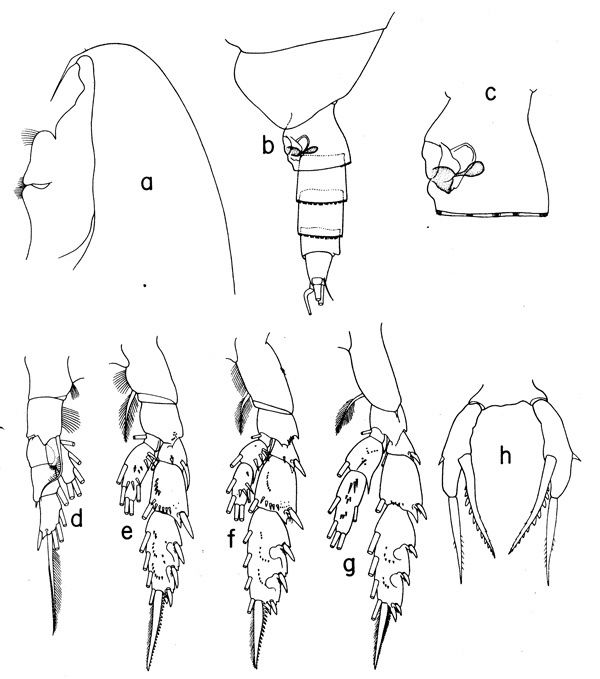 Espèce Scaphocalanus echinatus - Planche 2 de figures morphologiques