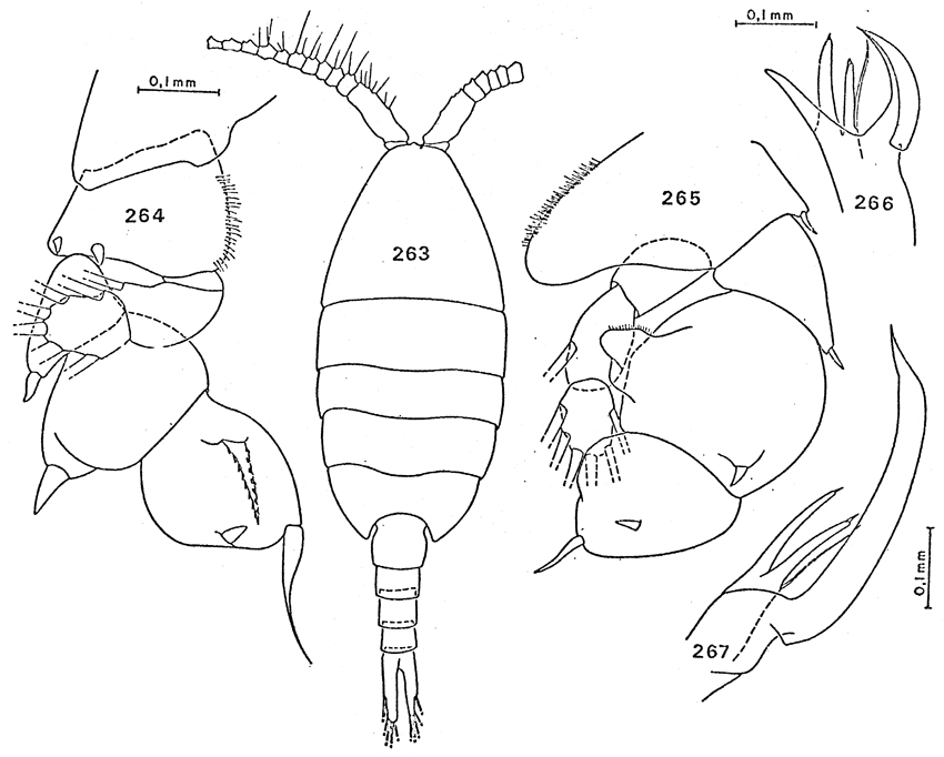Espèce Paraheterorhabdus (Paraheterorhabdus) farrani - Planche 24 de figures morphologiques