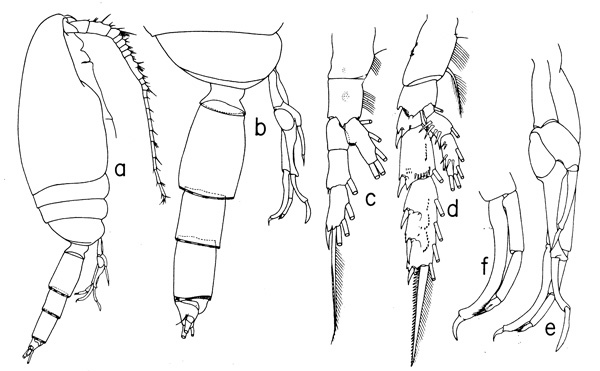 Species Scaphocalanus echinatus - Plate 3 of morphological figures
