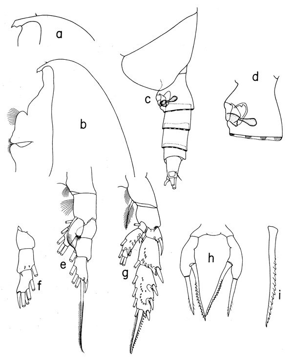 Espèce Scaphocalanus brevirostris - Planche 1 de figures morphologiques