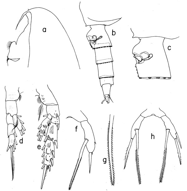 Species Scaphocalanus elongatus - Plate 1 of morphological figures
