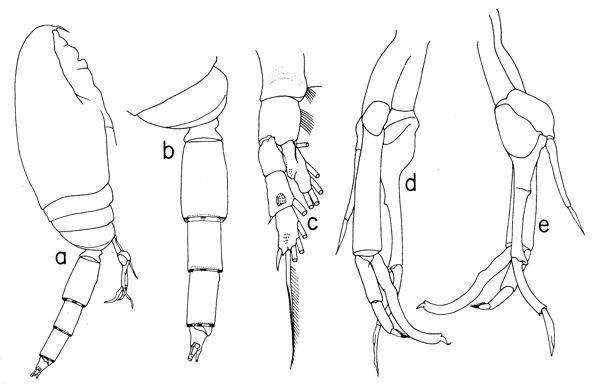 Species Scaphocalanus elongatus - Plate 2 of morphological figures
