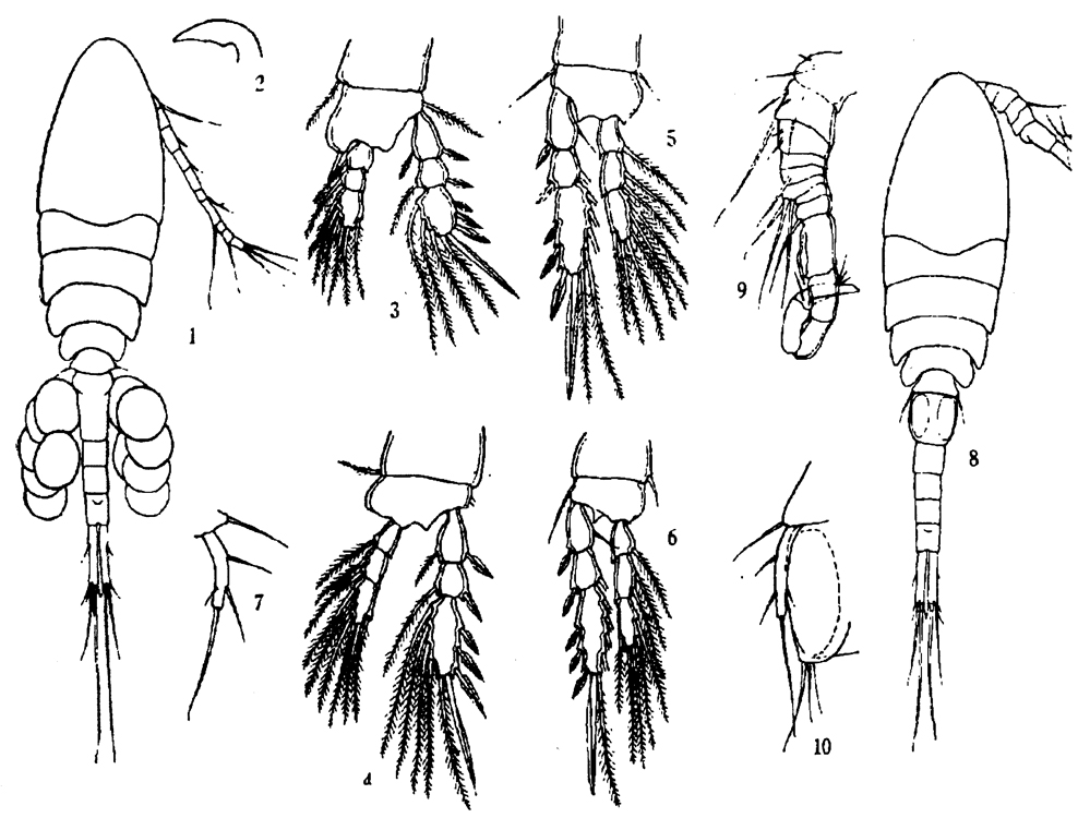 Species Limnoithona tetraspina - Plate 1 of morphological figures