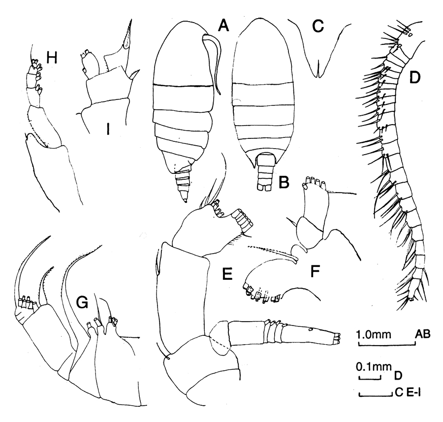 Espèce Alloiopodus pinguis - Planche 2 de figures morphologiques