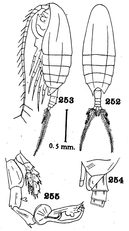 Espèce Cosmocalanus caroli - Planche 3 de figures morphologiques