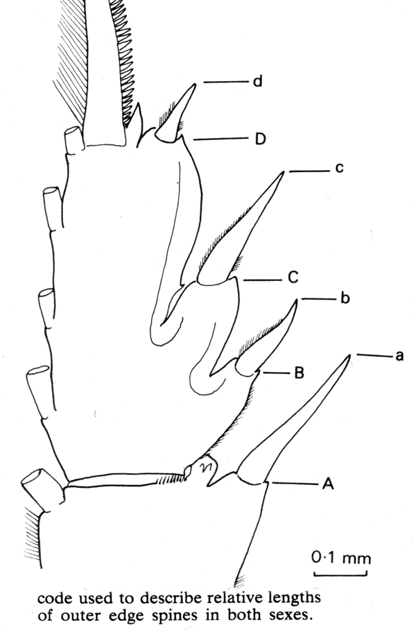 Espèce Paraeuchaeta sp. A - Planche 2 de figures morphologiques