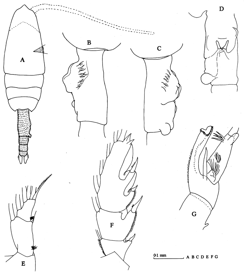 Espce Euchaeta indica - Planche 15 de figures morphologiques
