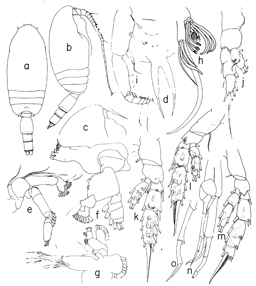 Species Scolecithricella sp.1 - Plate 1 of morphological figures