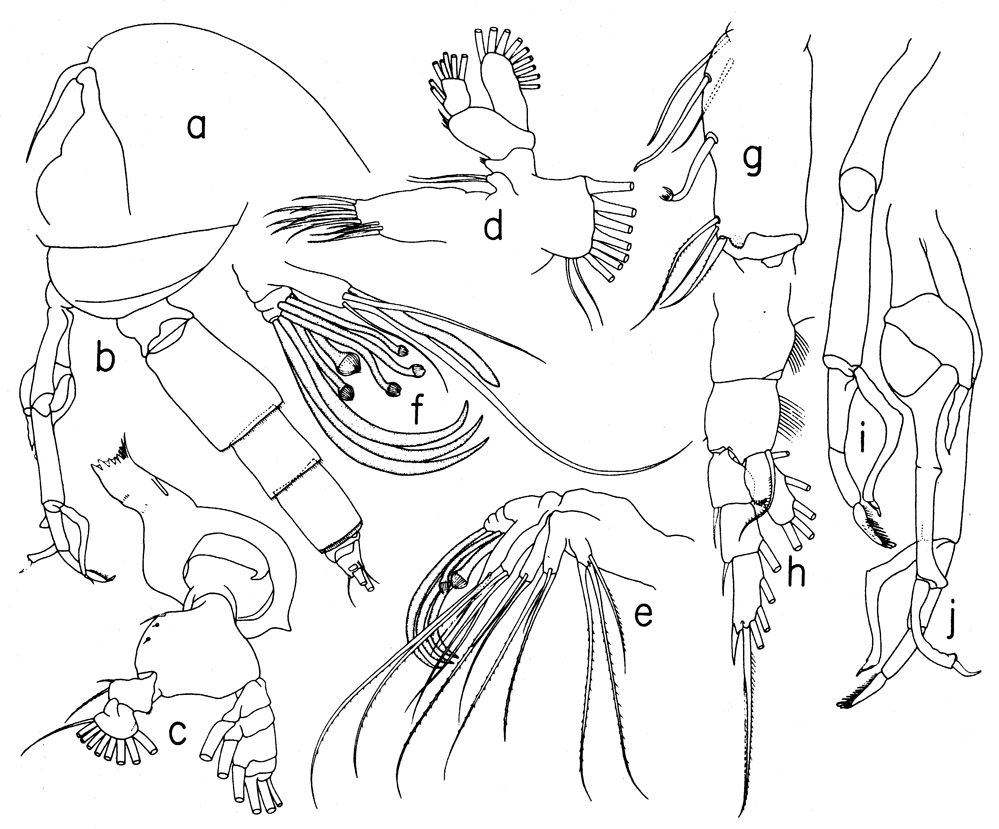 Espèce Scolecithricella sp.3 - Planche 1 de figures morphologiques