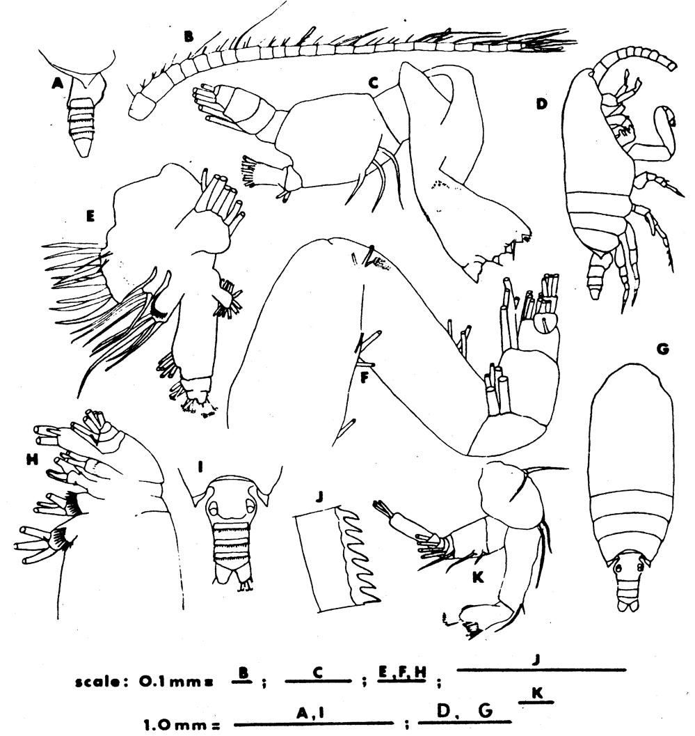 Species Azygokeras columbiae - Plate 3 of morphological figures