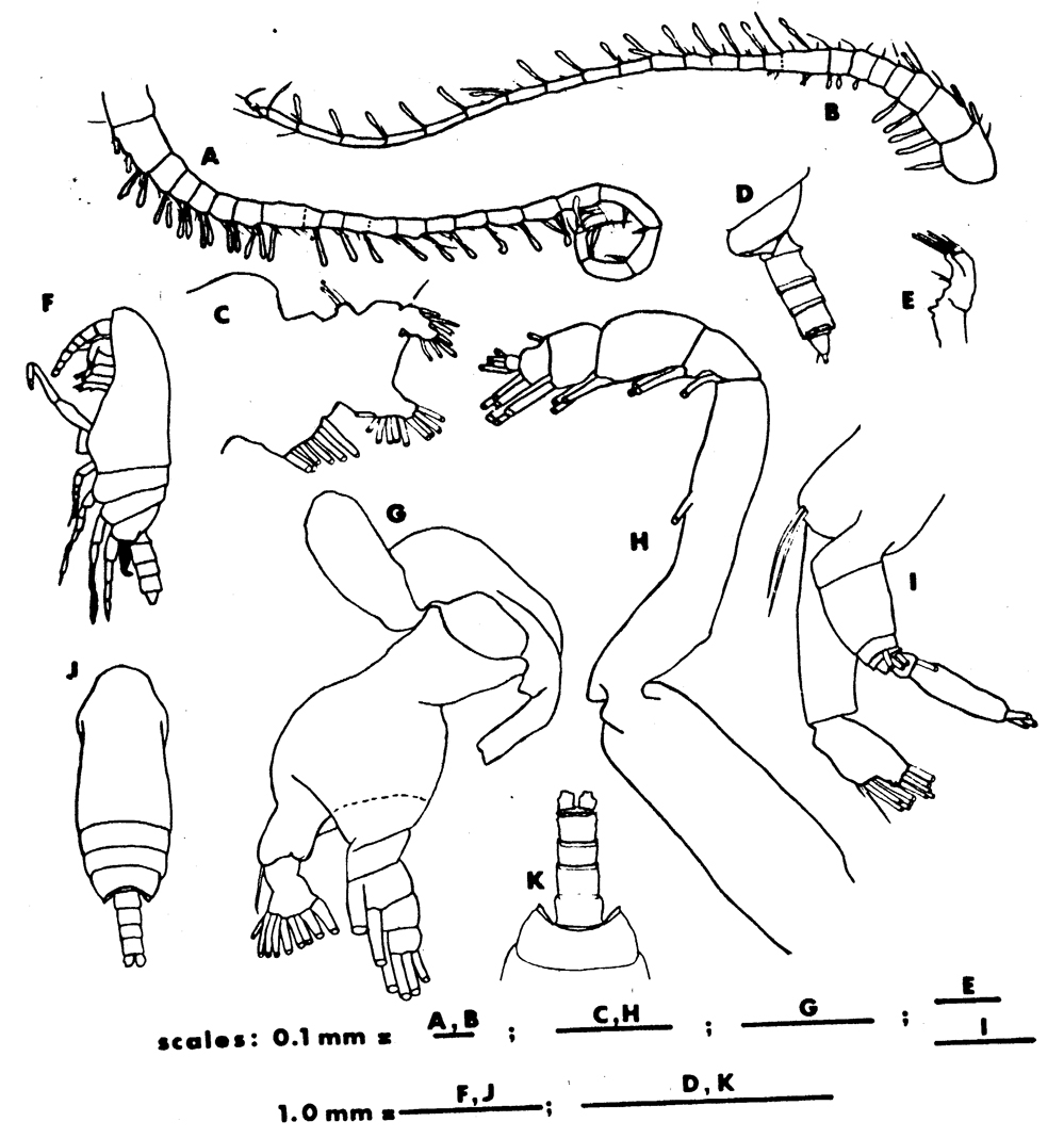 Species Azygokeras columbiae - Plate 5 of morphological figures
