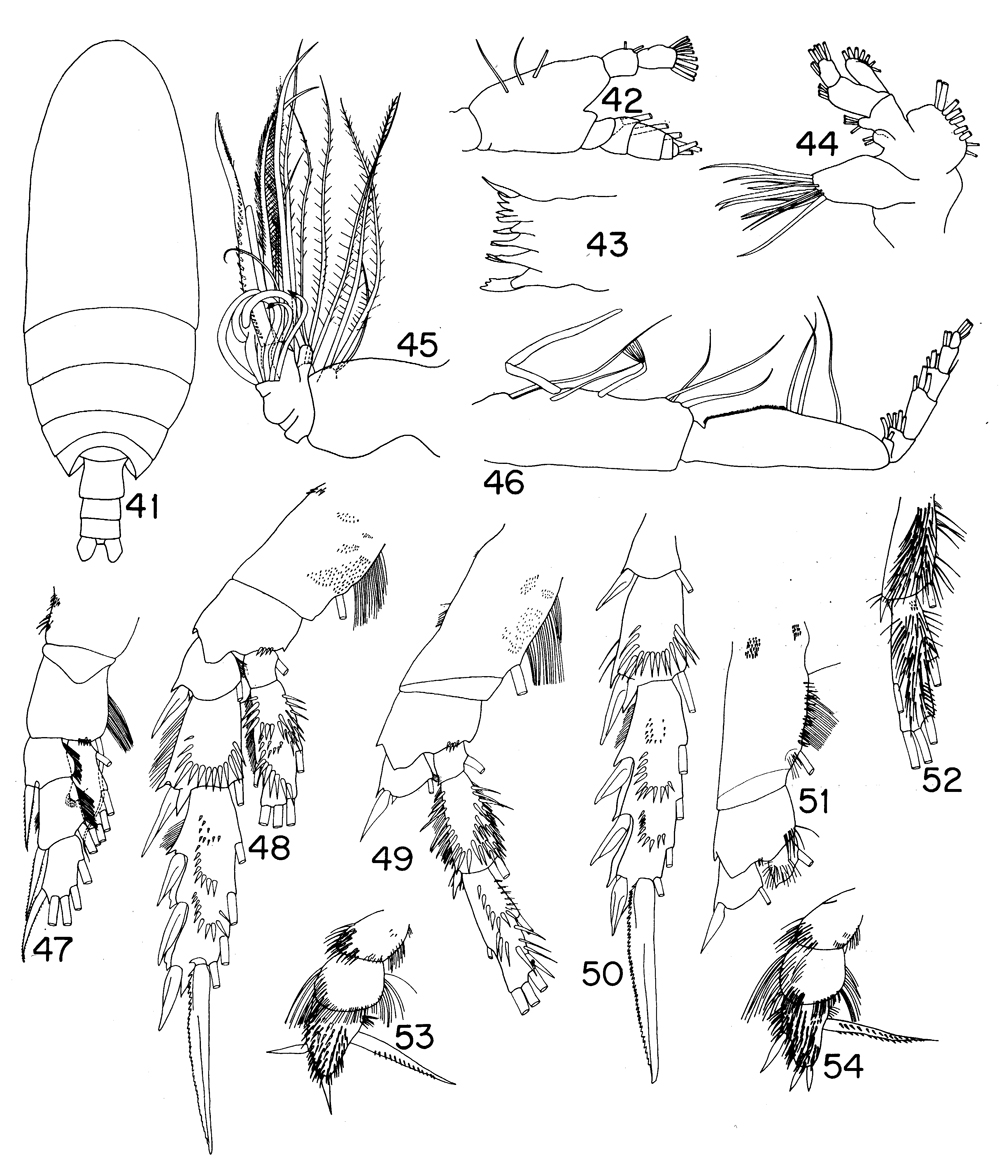 Espèce Scolecitrichopsis alvinae - Planche 1 de figures morphologiques