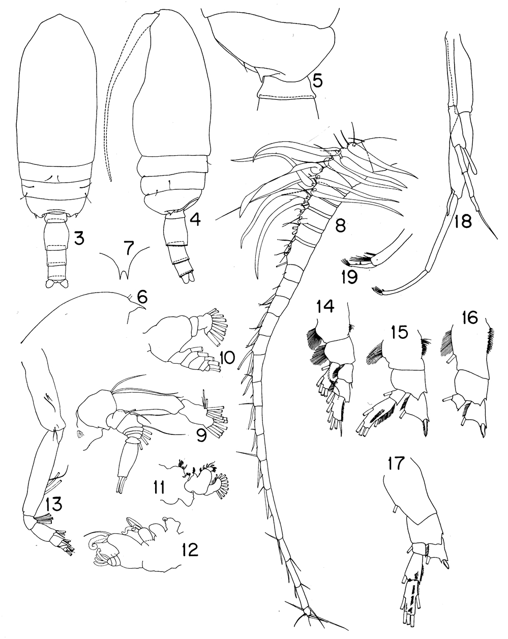 Espce Pseudotharybis magnus - Planche 1 de figures morphologiques