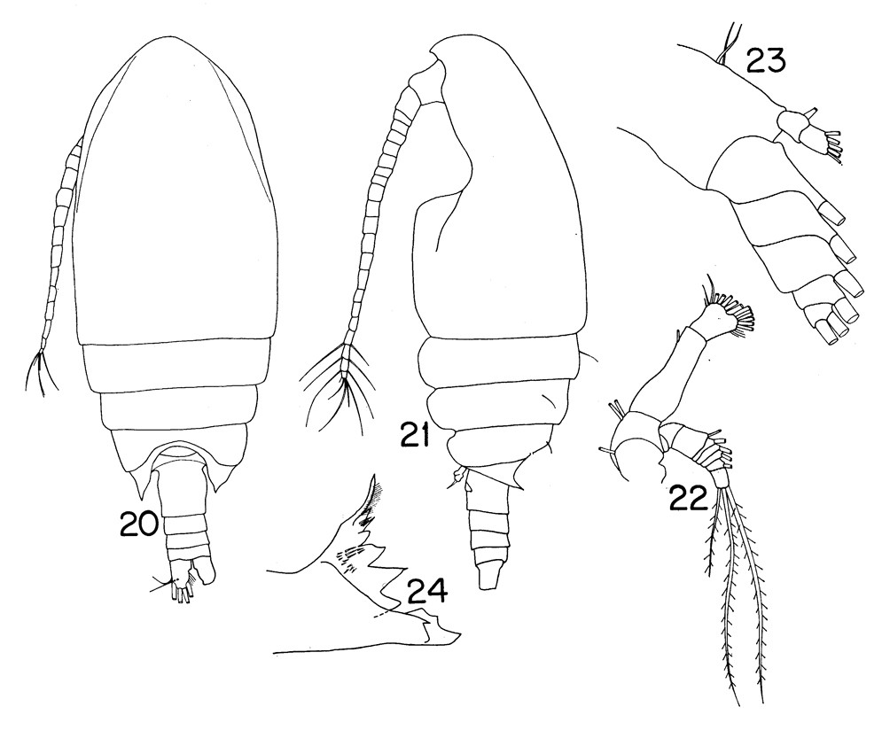 Species Comantenna recurvata - Plate 7 of morphological figures