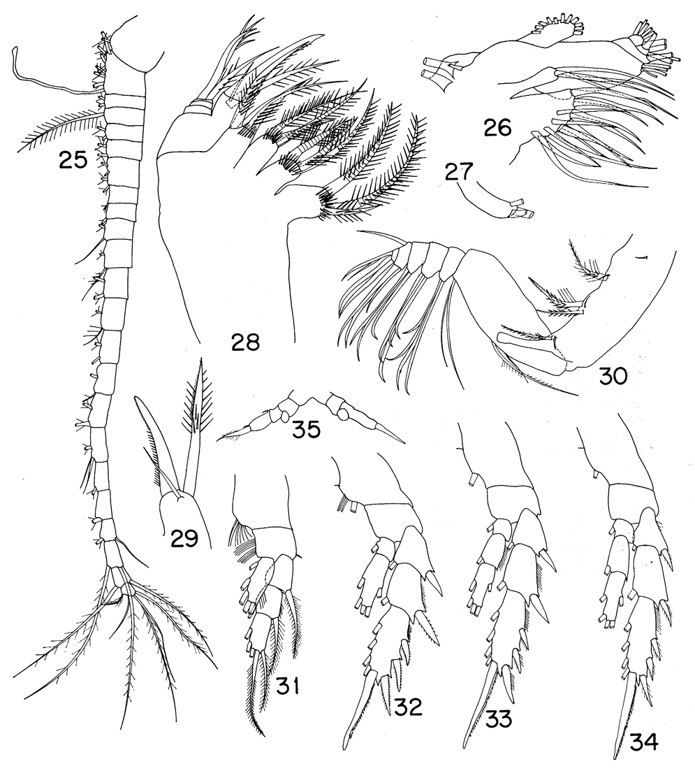 Species Comantenna recurvata - Plate 8 of morphological figures