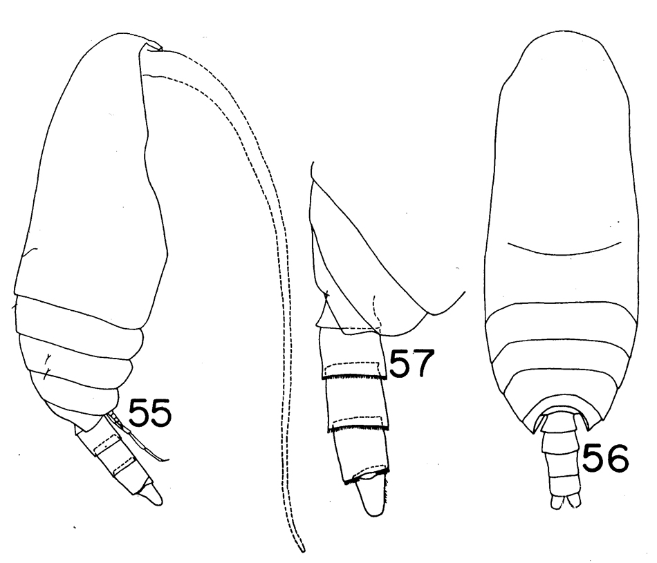 Species Scolecitrichopsis distinctus - Plate 1 of morphological figures