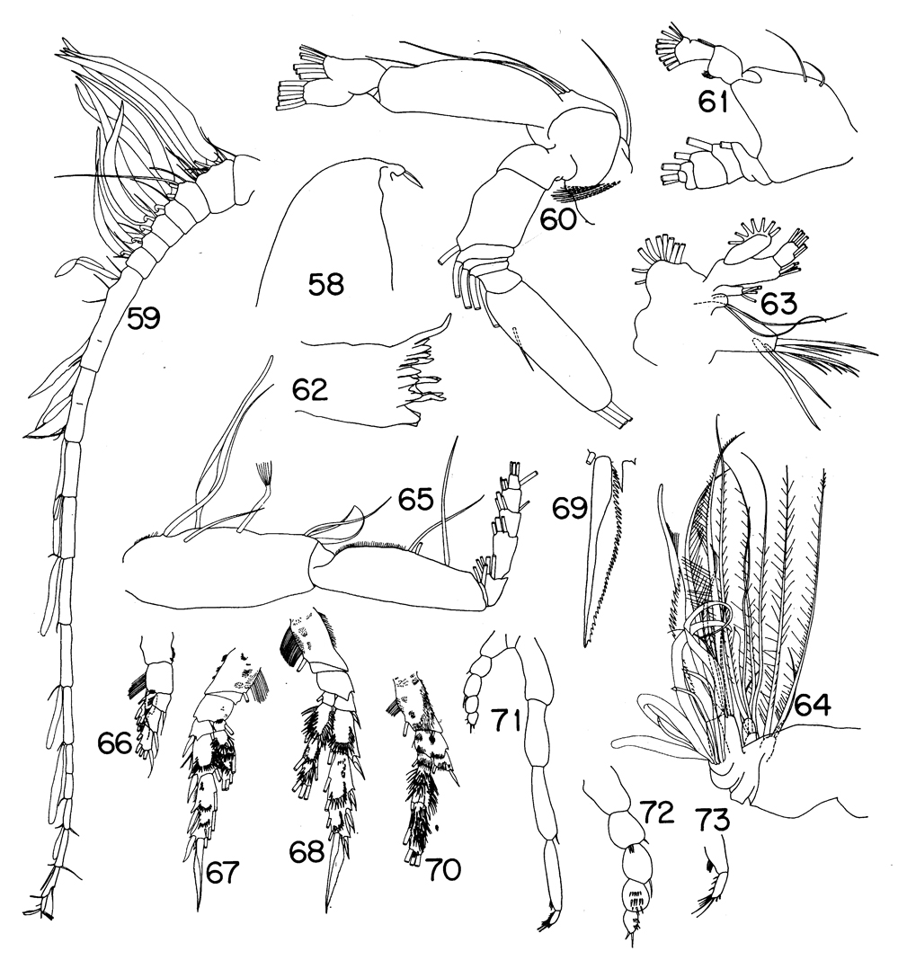 Espèce Scolecitrichopsis distinctus - Planche 2 de figures morphologiques