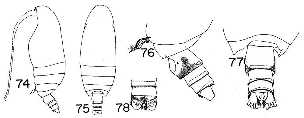 Espce Scolecitrichopsis elongatus - Planche 1 de figures morphologiques
