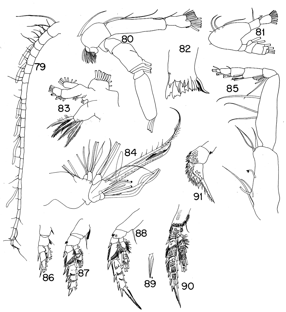 Espce Scolecitrichopsis elongatus - Planche 2 de figures morphologiques