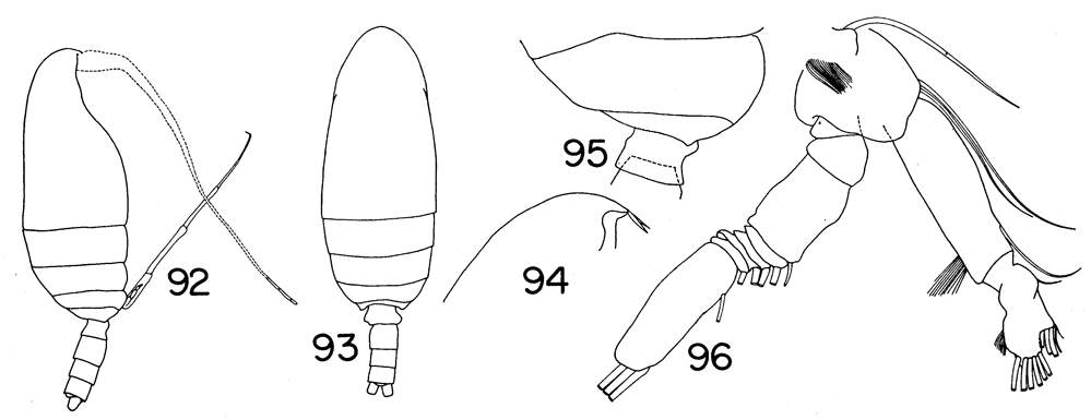 Species Scolecitrichopsis elongatus - Plate 3 of morphological figures