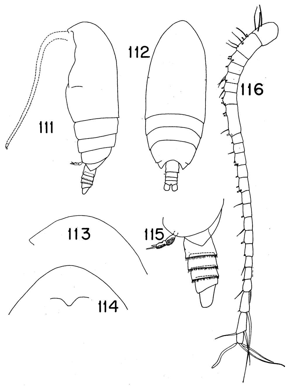 Espce Byrathis macrocephalon - Planche 4 de figures morphologiques