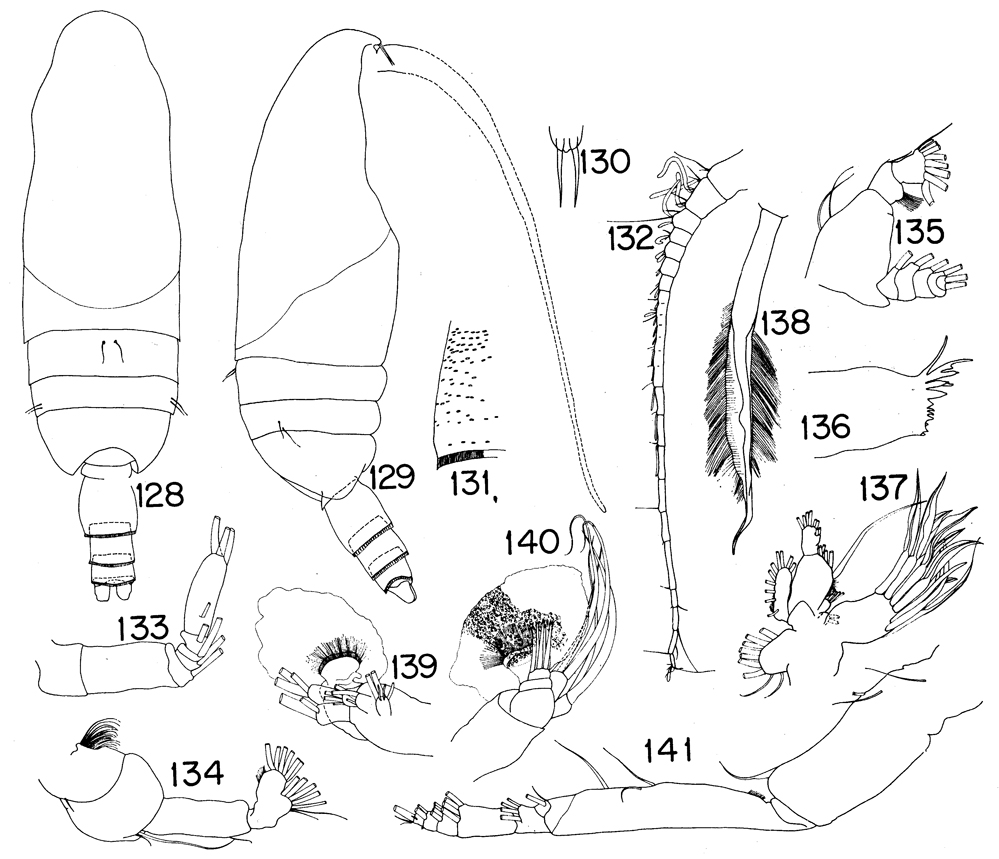 Espce Xanthocalanus macilenta - Planche 1 de figures morphologiques