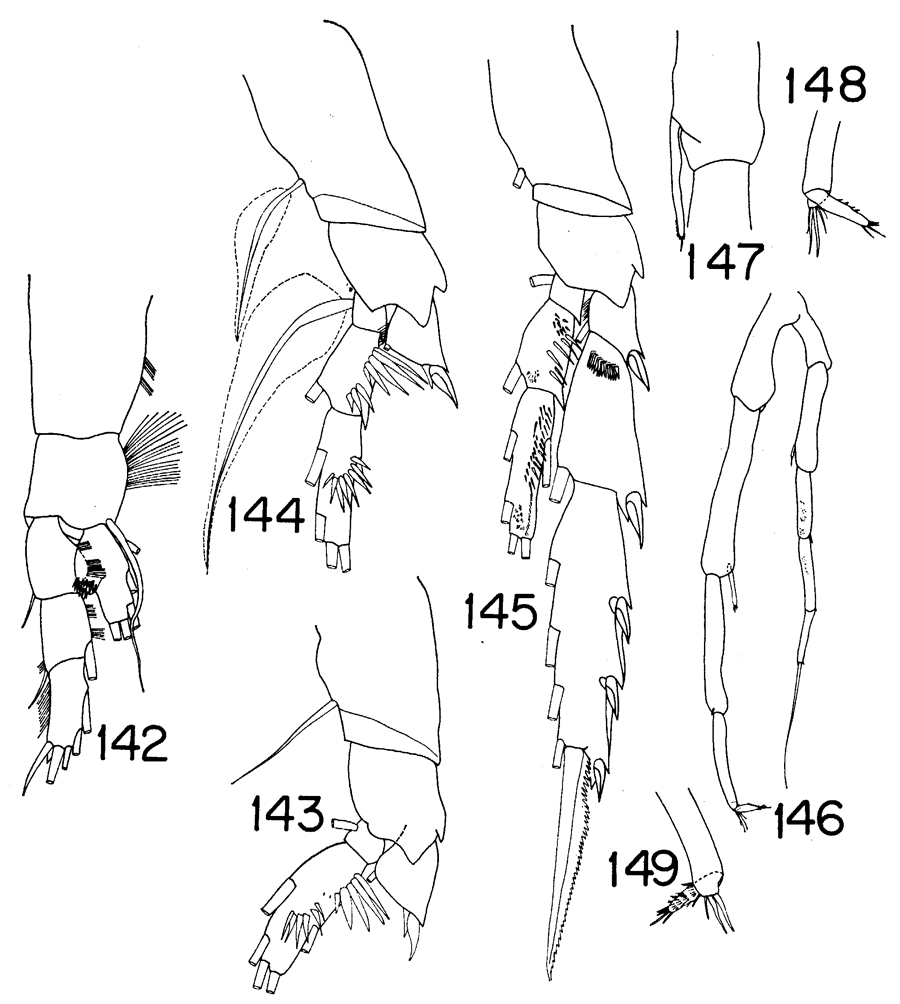 Espce Xanthocalanus macilenta - Planche 2 de figures morphologiques