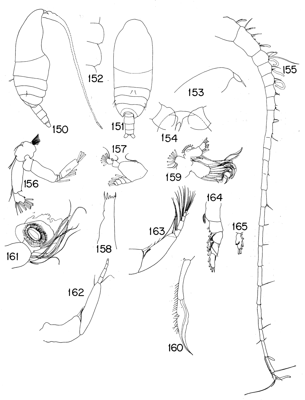 Species Xanthocalanus rotundus - Plate 1 of morphological figures