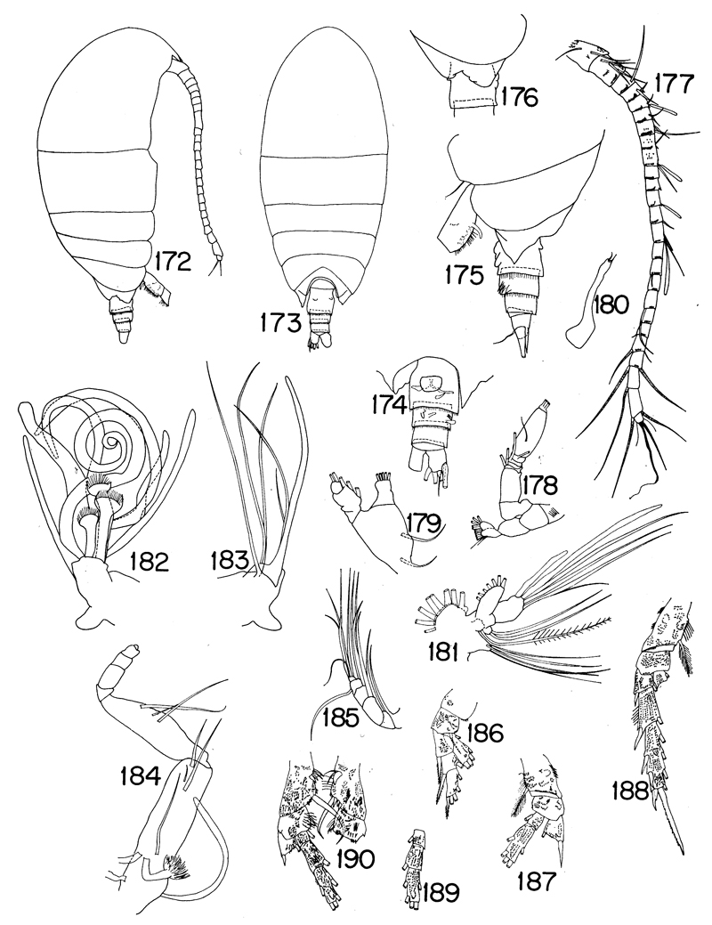 Species Diaixis asymmetrica - Plate 4 of morphological figures