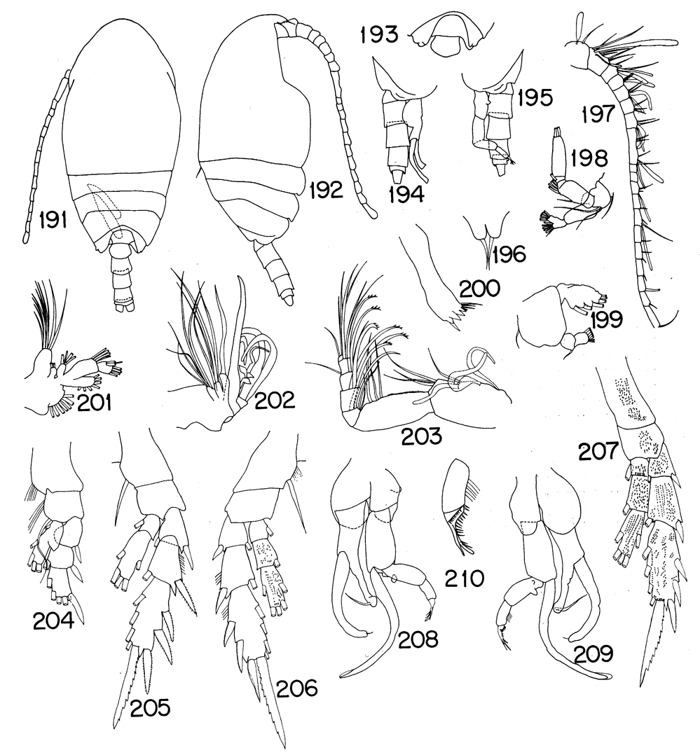 Species Parundinella emarginata - Plate 4 of morphological figures