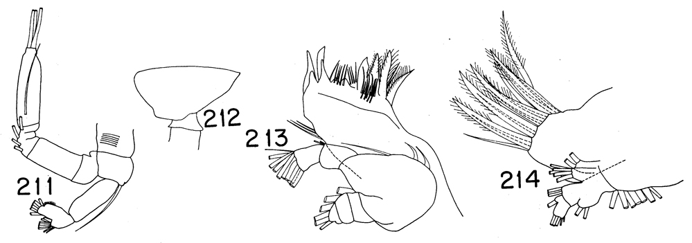 Espce Tharybis altera - Planche 3 de figures morphologiques