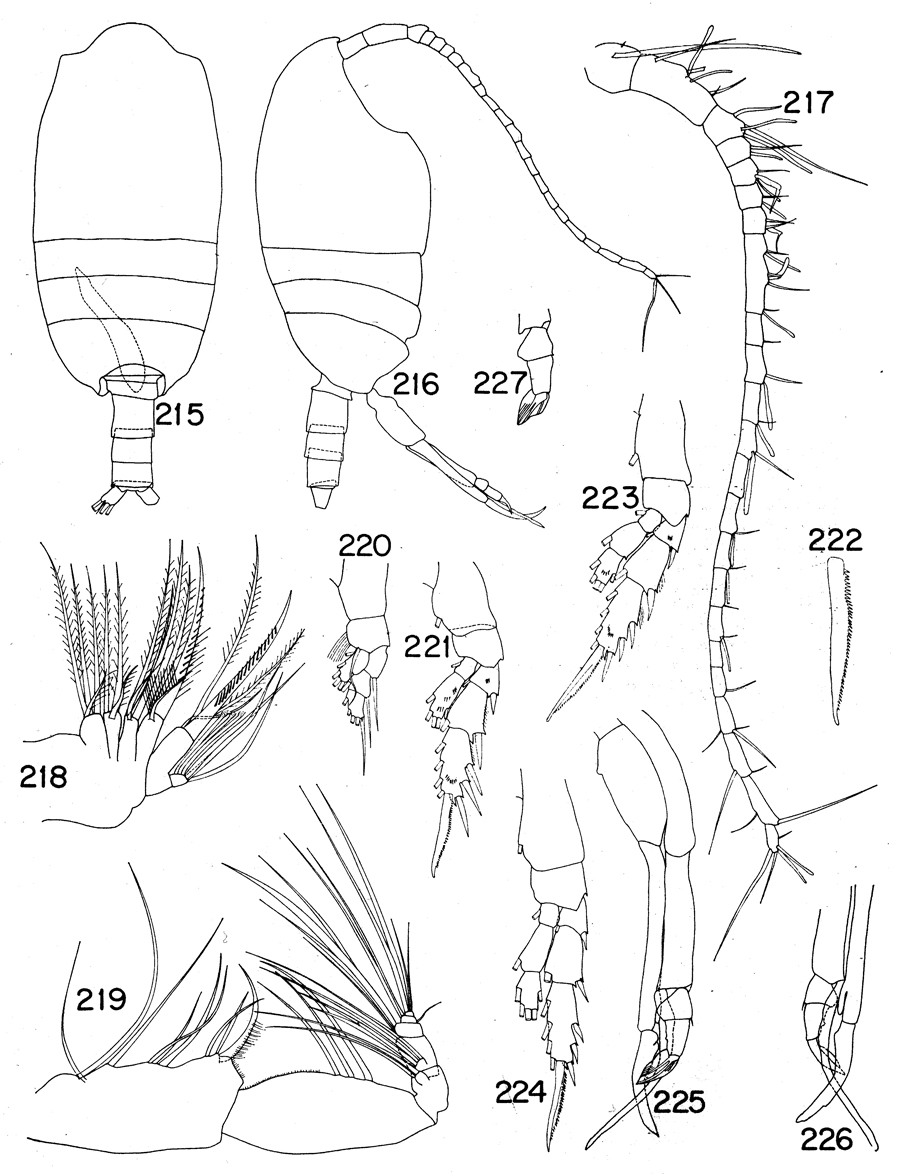 Species Tharybis altera - Plate 2 of morphological figures