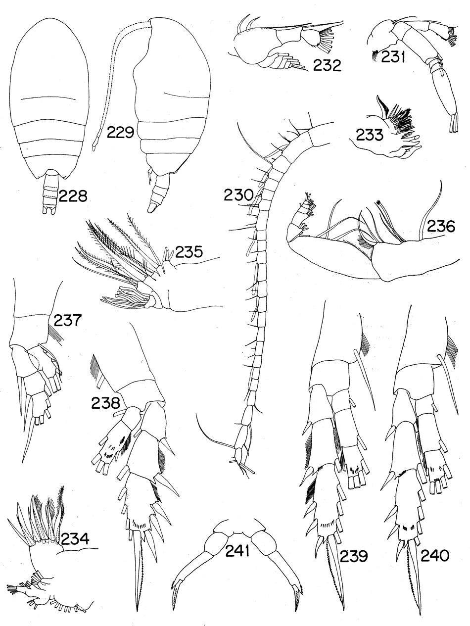 Species Tharybis compacta - Plate 2 of morphological figures