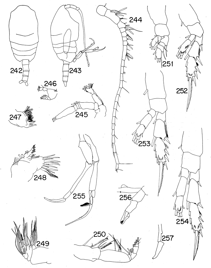 Espce Tharybis compacta - Planche 3 de figures morphologiques