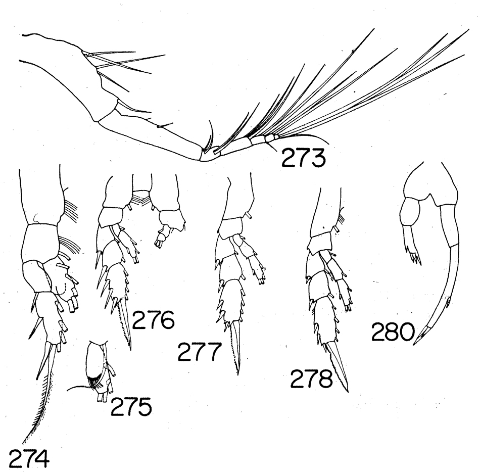 Species Undinella hampsoni - Plate 3 of morphological figures