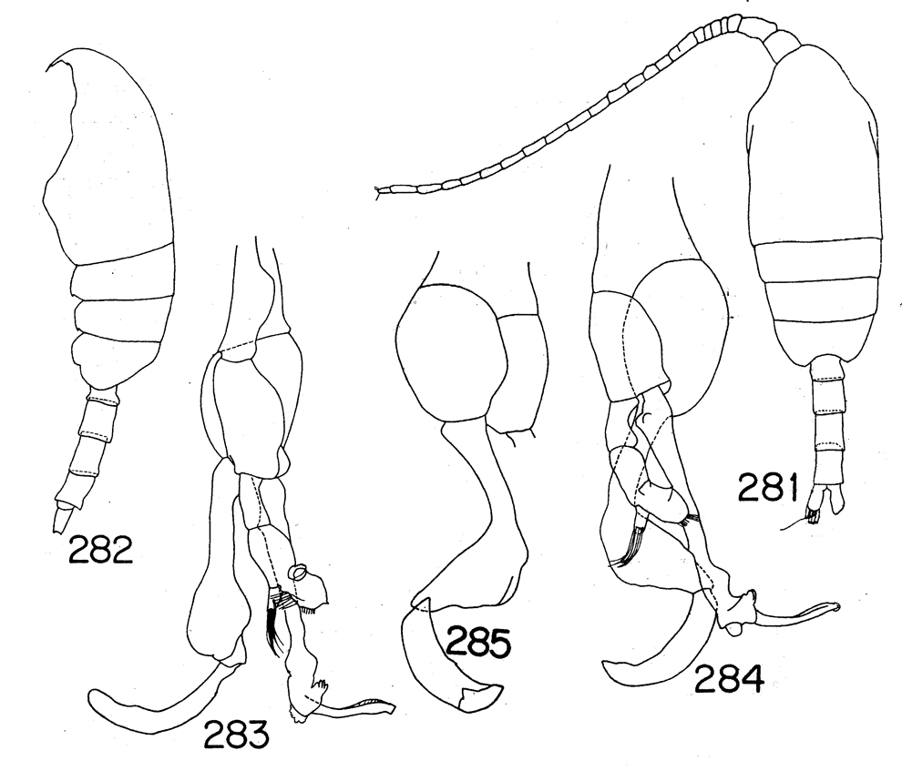 Species Undinella hampsoni - Plate 4 of morphological figures