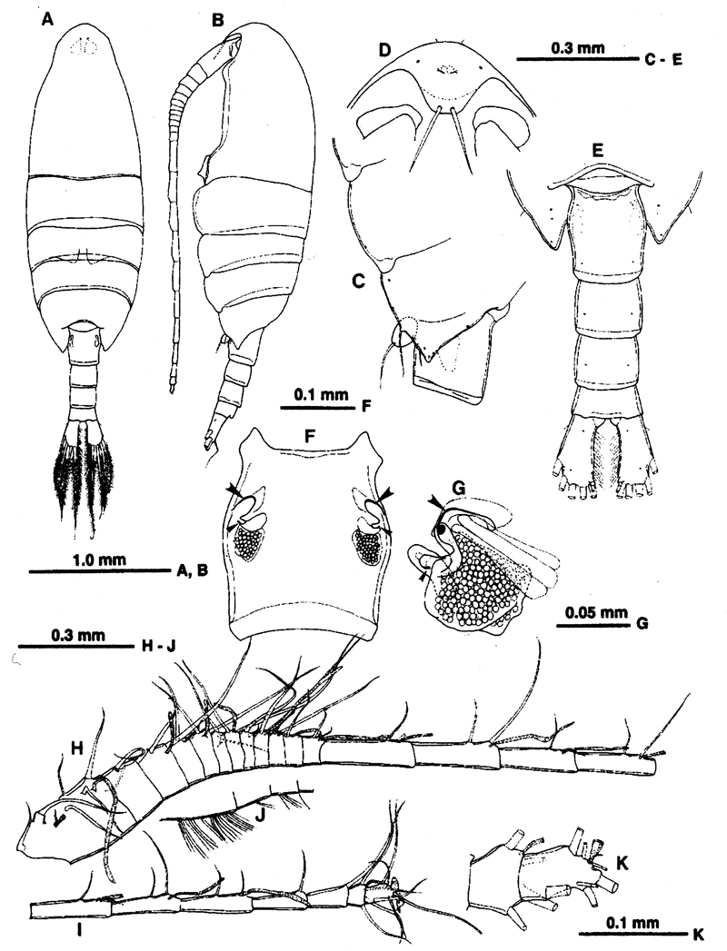 Espce Scutogerulus boettgerschnackae - Planche 1 de figures morphologiques