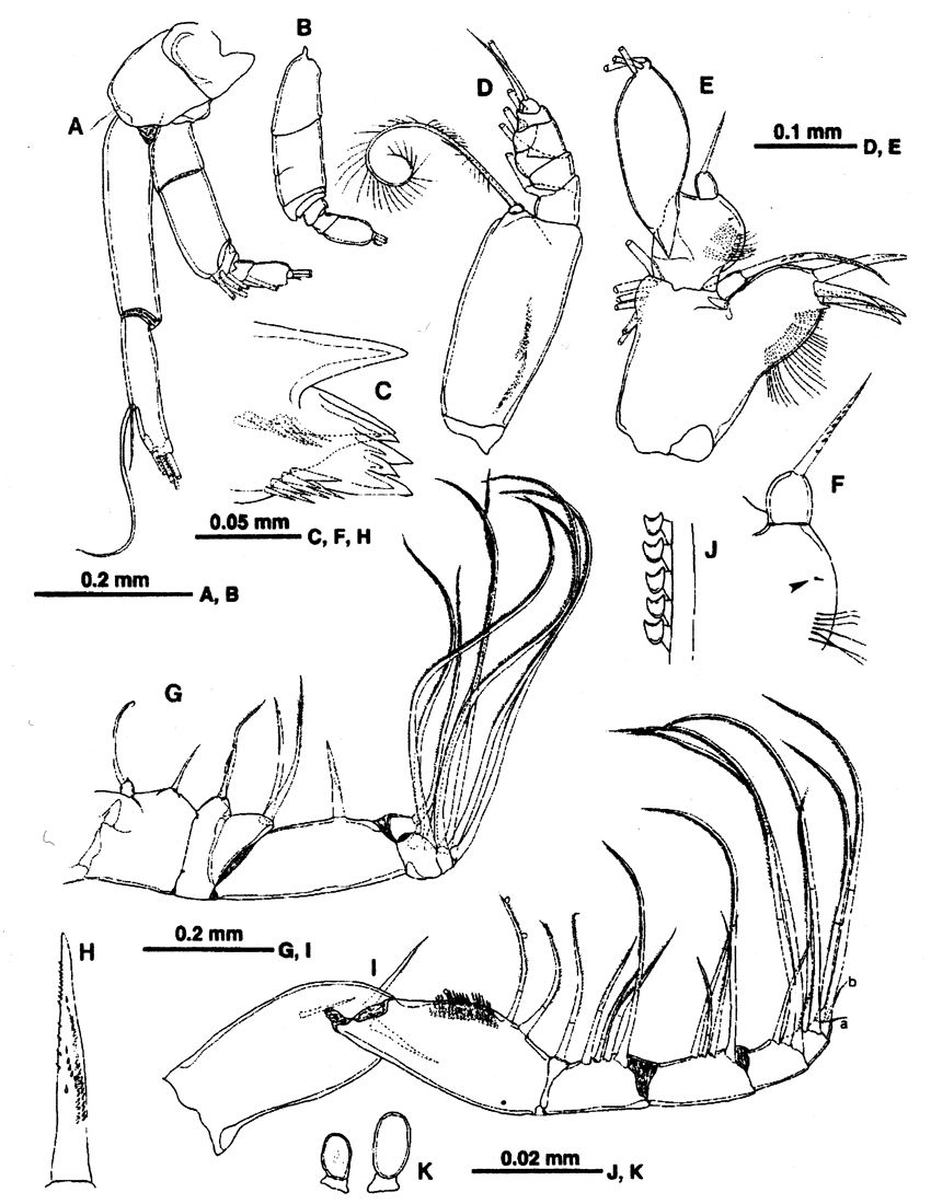 Species Scutogerulus boettgerschnackae - Plate 2 of morphological figures