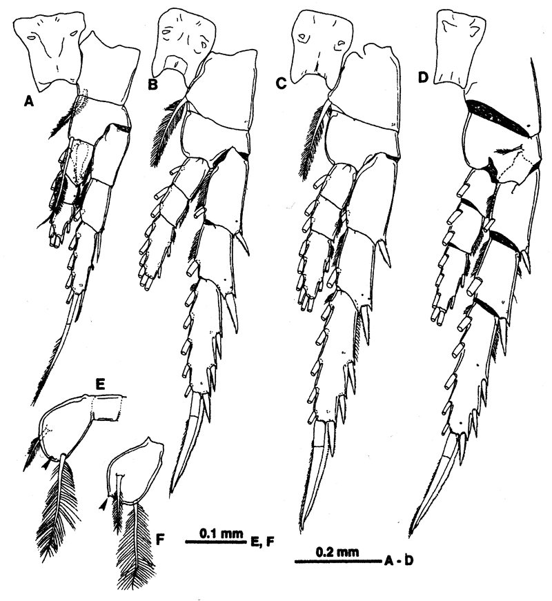 Species Scutogerulus boettgerschnackae - Plate 3 of morphological figures